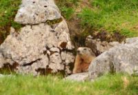 2015-06-24_03Murmeltiere (189)b.JPG